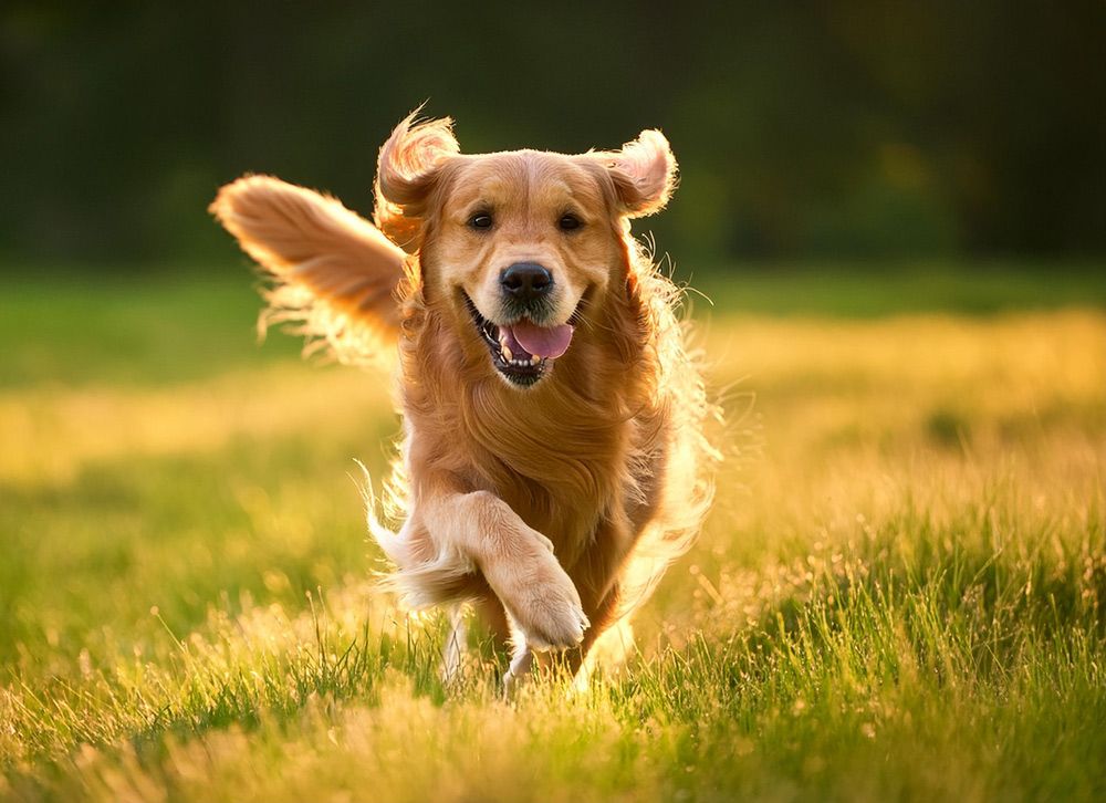 Häufige Herausforderung für Hundetrainer